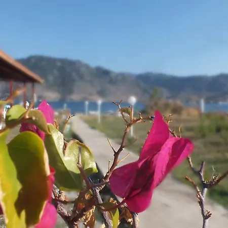 Dantel Sahil Selimiye (Aegean)