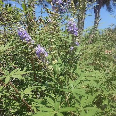 Aparthotel Dantel Sahil