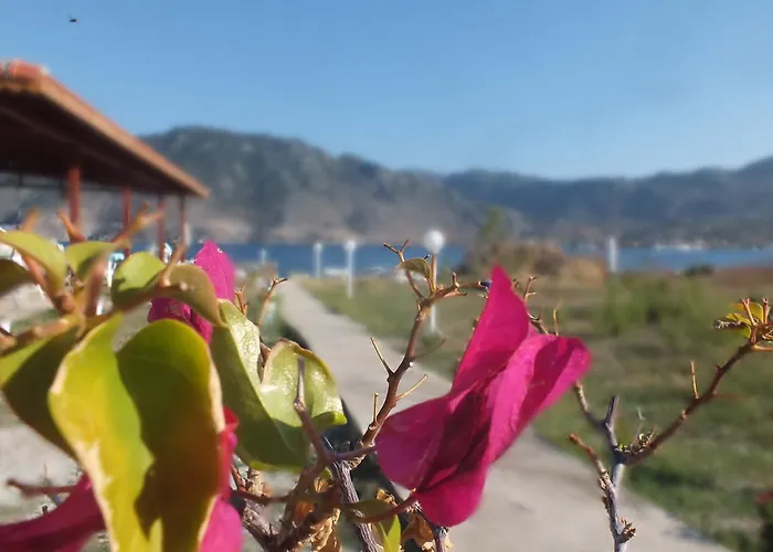 Dantel Sahil Selimiye (Aegean)