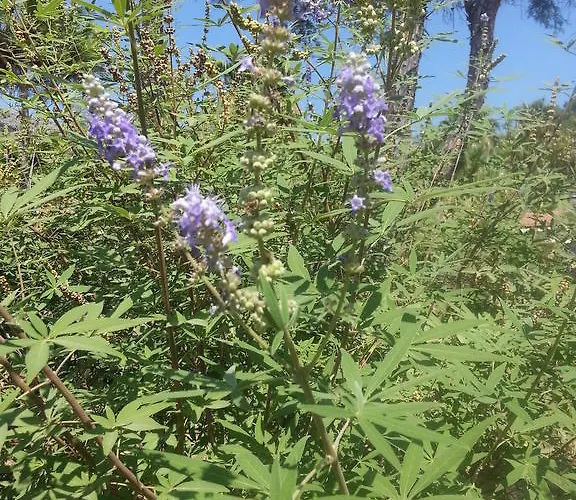 Aparthotel Dantel Sahil